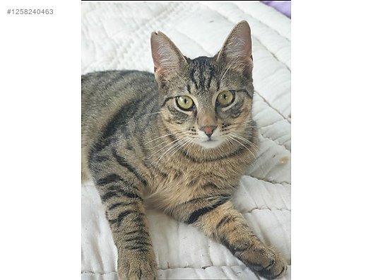 Sevgi Dolu, Aşılı ve Kucağa Gelen Kedi